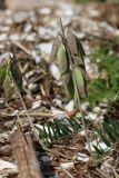 Vicia cracca. Часть побега с соплодиями. Новгородская обл., геологический памятник \"Ильменский глинт\", окр. дер. Ретлё, побережье оз. Ильмень, каменистый (известняковый) пляж, низкотравный луг. 25.07.2023.