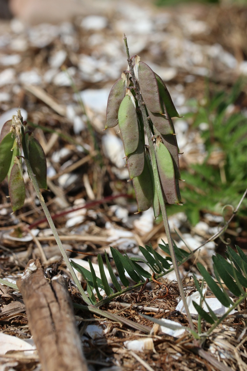 Изображение особи Vicia cracca.