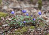 Anemone banketovii