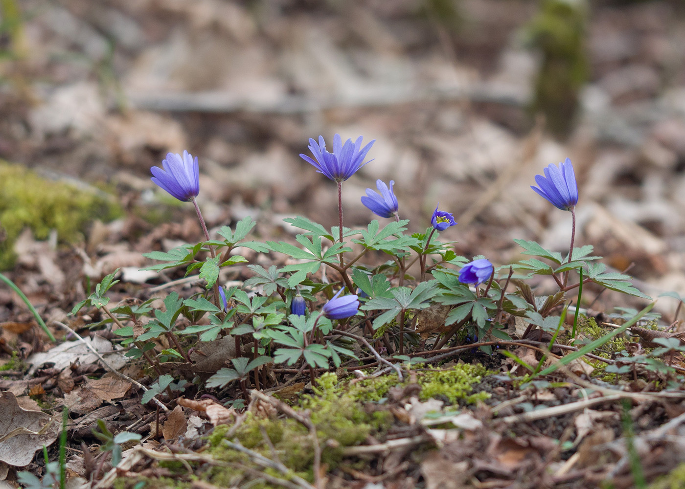 Изображение особи Anemone banketovii.