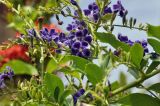 Duranta erecta