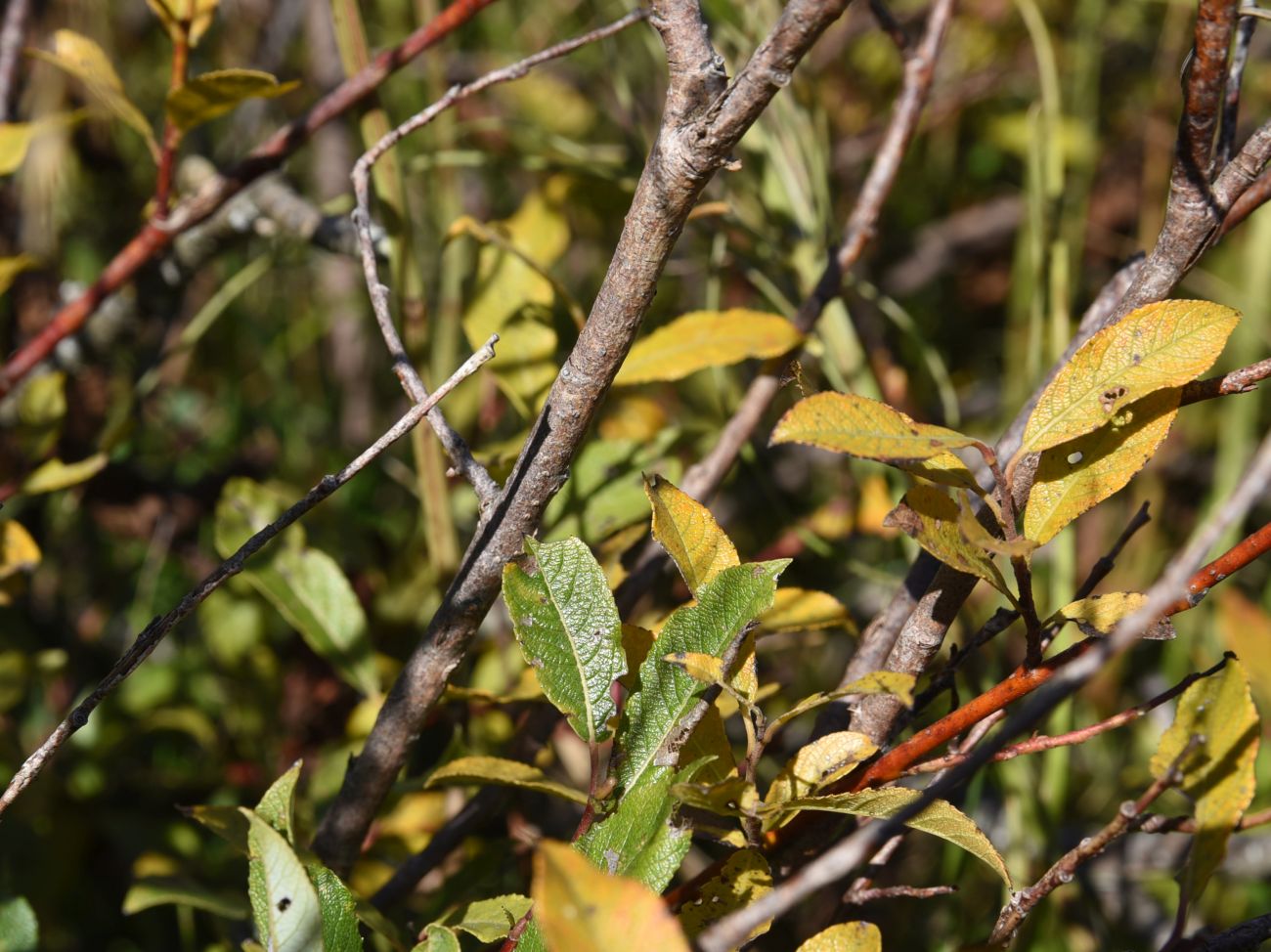 Image of Salix myrsinifolia specimen.