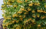 genus Tilia. Верхушки ветвей с соцветиями. Грузия, г. Тбилиси, в культуре. 10.06.2023.