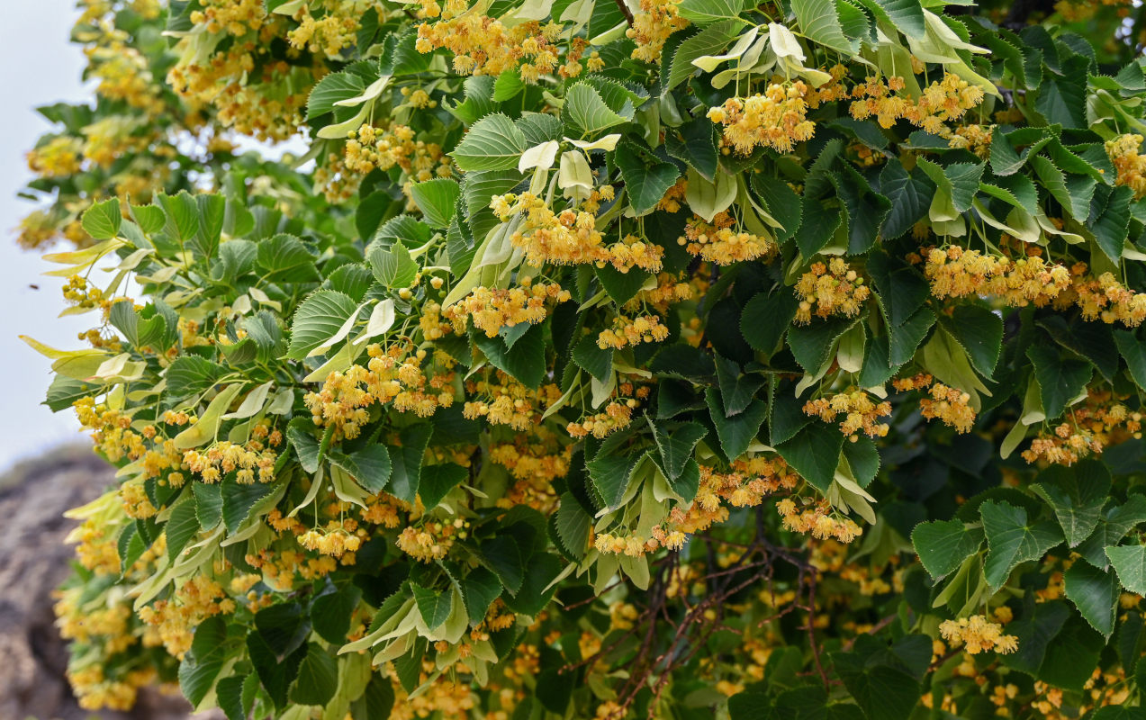 Image of genus Tilia specimen.