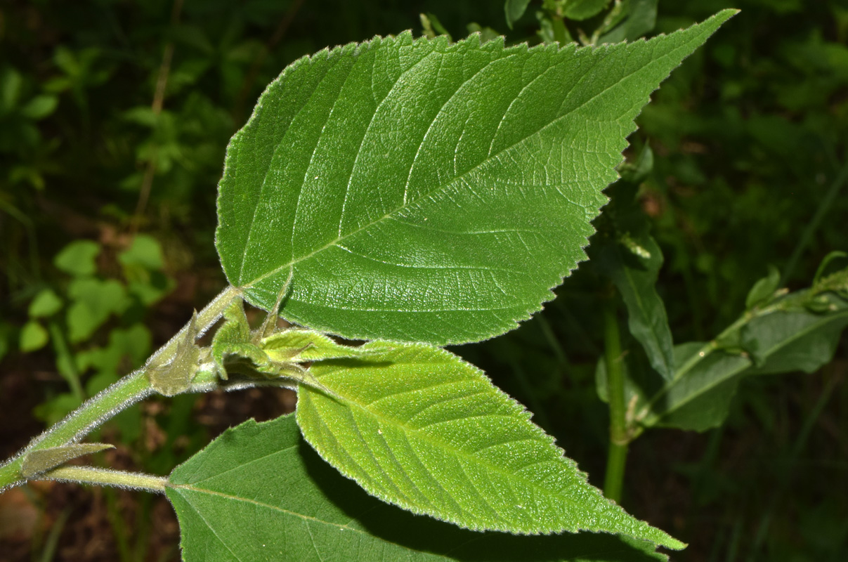 Image of Broussonetia papyrifera specimen.