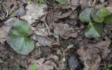 Asarum europaeum