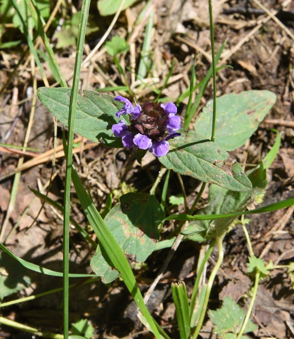 Изображение особи Prunella vulgaris.