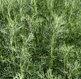 Artemisia dracunculus