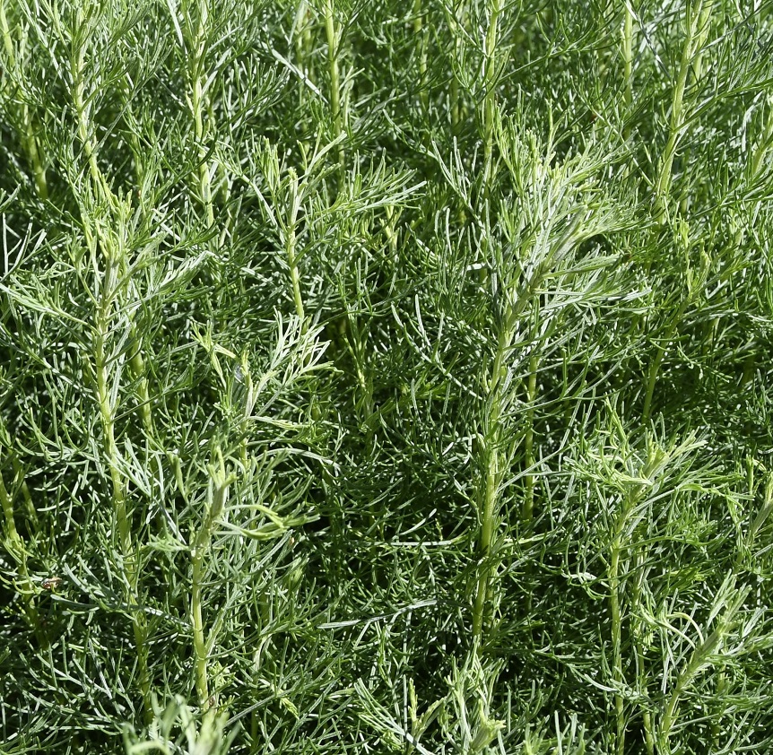 Изображение особи Artemisia dracunculus.