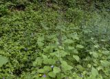 Stachys sylvatica. Верхушки цветущих растений. Испания, Каталония, пров. Жирона, комарка Ла-Гарроча, муниципалитет Ла-Валь-де-Бианья, подр-н (субкомарка) Л’Альта-Гарроча, 810 м н.у.м., окр. перевала Capsacosta, теневой склон северной экспозиции, широколиственный лес с преобладанием Fagus sylvatica, сырая придорожная канава. 23.06.2024.