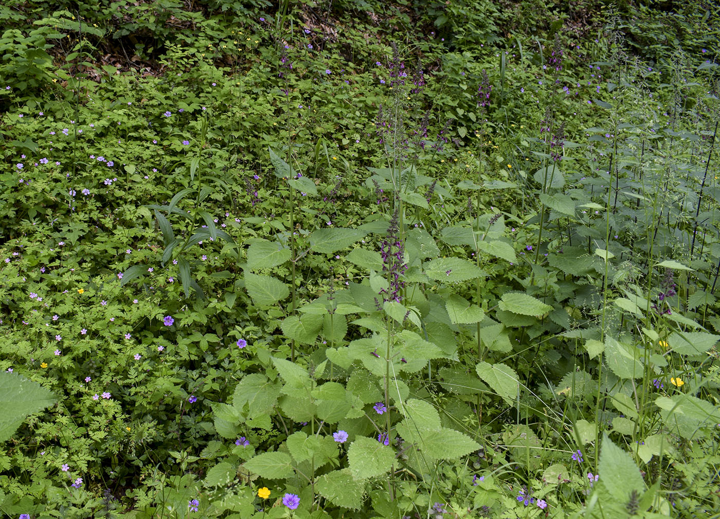 Изображение особи Stachys sylvatica.