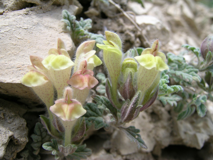 Изображение особи Scutellaria nepetoides.