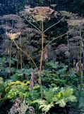 Heracleum sosnowskyi