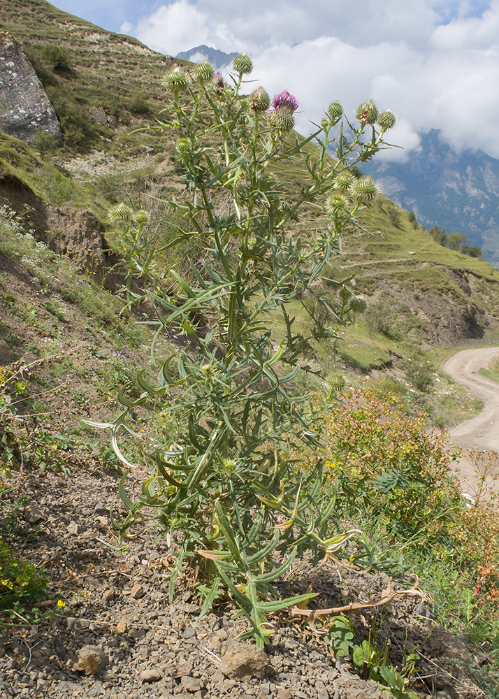 Image of Cirsium szovitsii specimen.