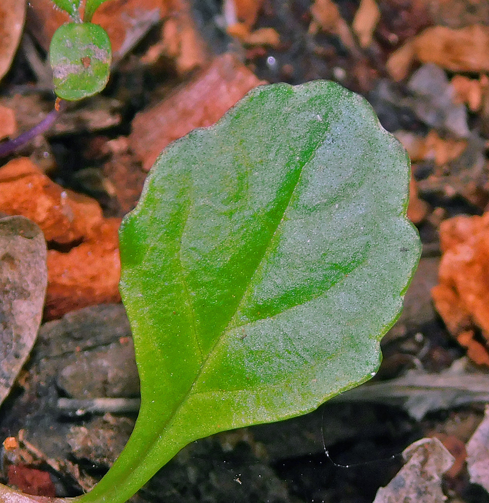 Изображение особи Ajuga reptans.