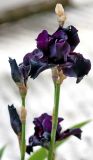 род Iris