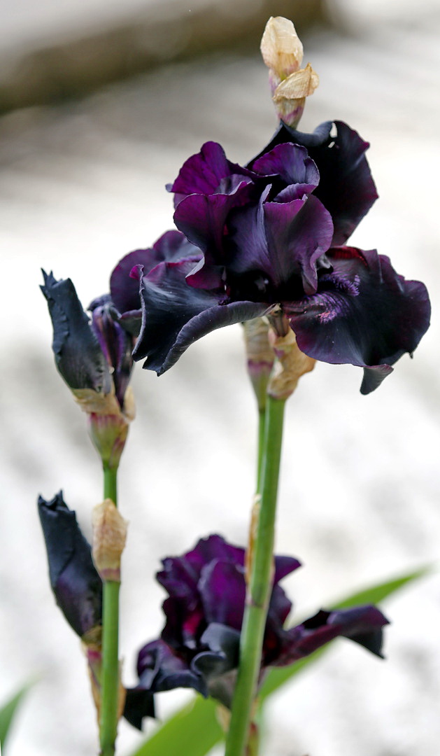 Изображение особи род Iris.