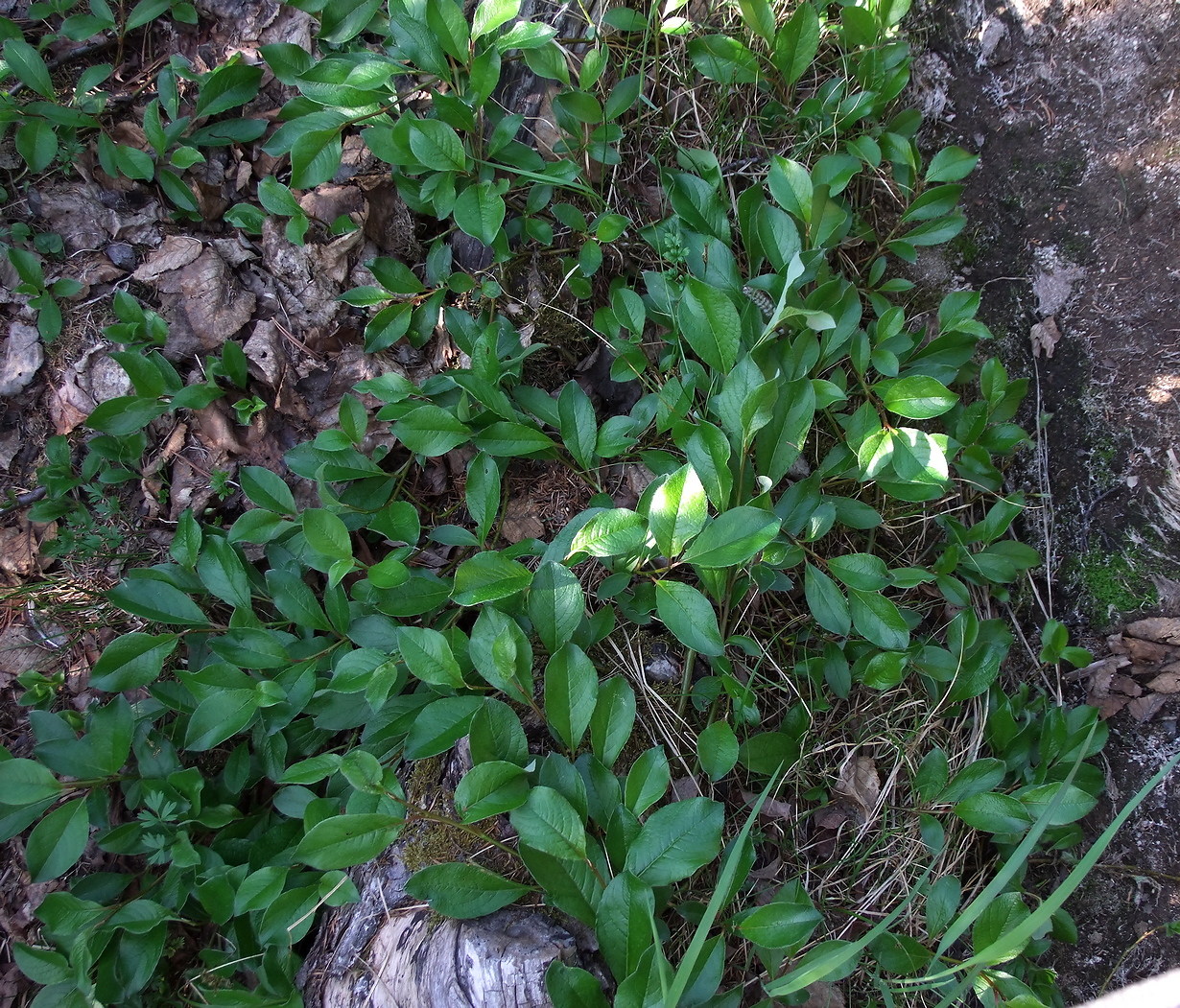 Image of Salix arctica specimen.