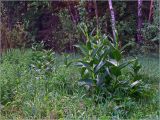 Veratrum lobelianum