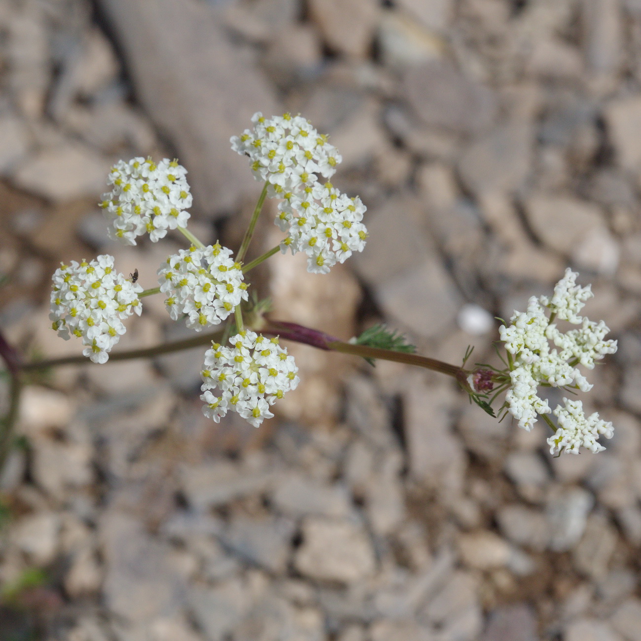 Image of familia Apiaceae specimen.
