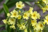 Primula elatior. Соцветие. Мурманск, Октябрьский р-н, цветник. 28.05.2025.