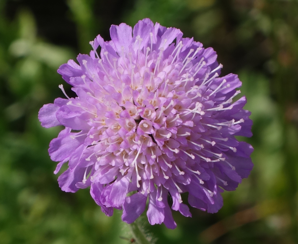 Image of Knautia arvensis specimen.