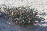 Zygophyllum pinnatum