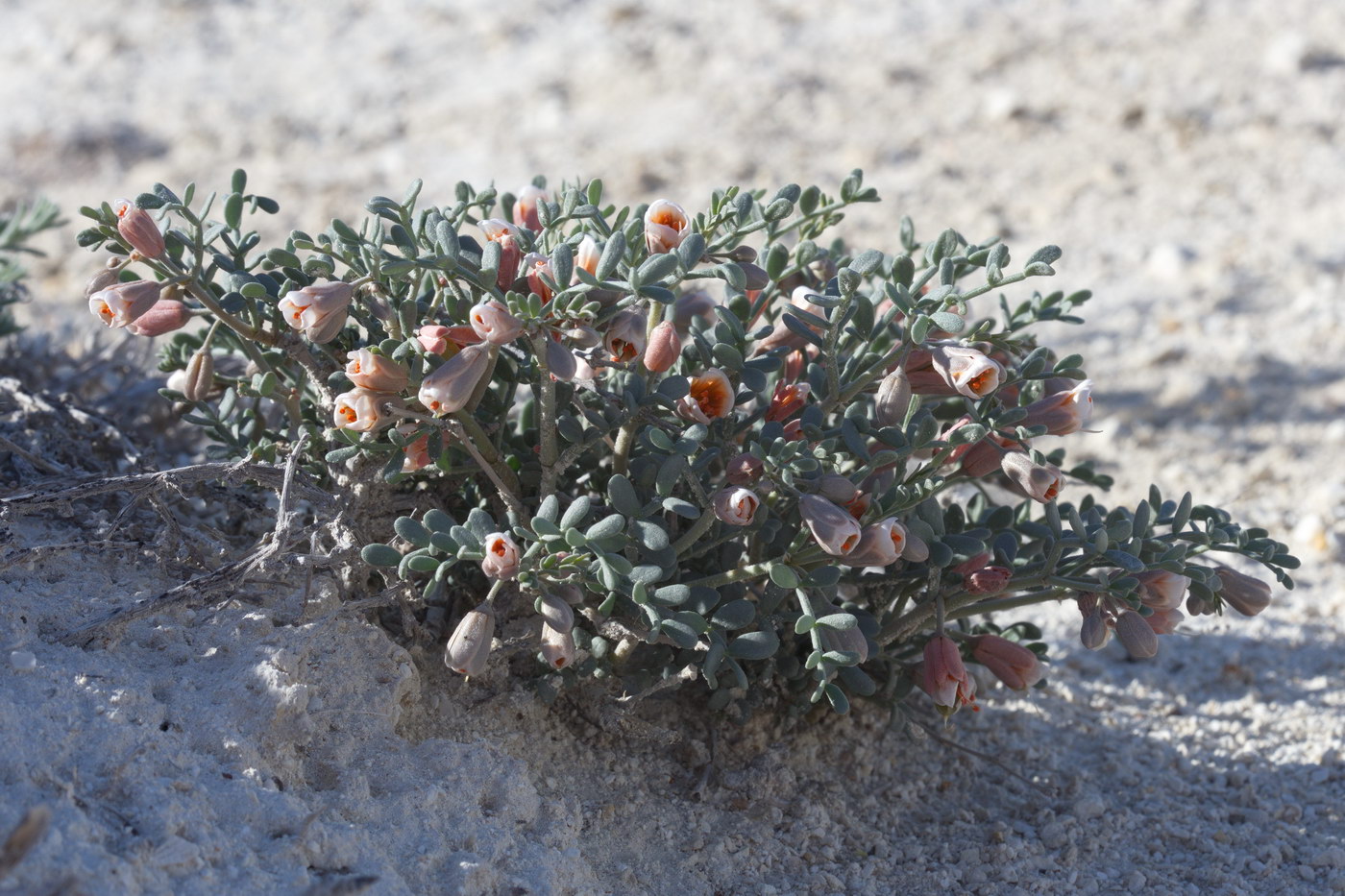 Изображение особи Zygophyllum pinnatum.