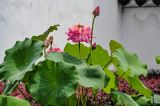 Nelumbo nucifera. Верхушка цветущего растения с цветком и бутонами. Китай, пров. Цзянсу, г. Сучжоу, в культуре. 27.05.2025.