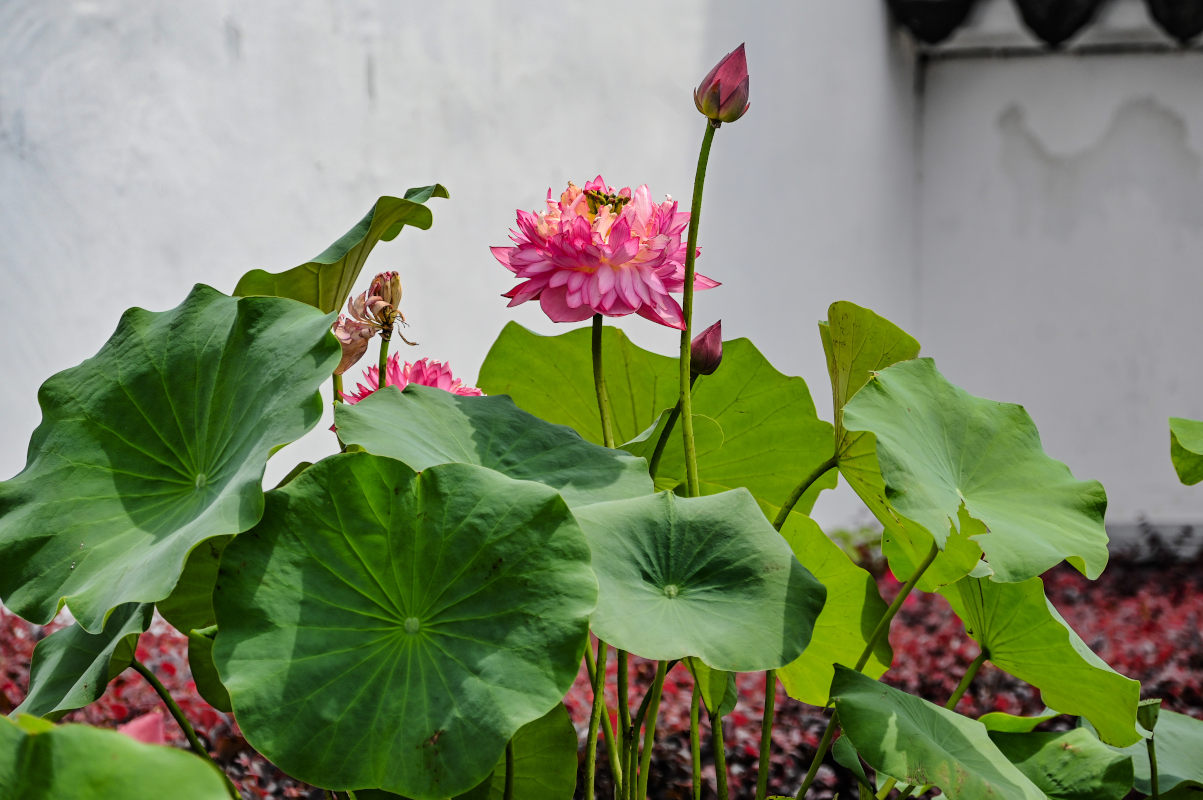 Image of Nelumbo nucifera specimen.