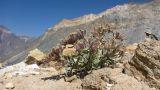 Arnebia tibetana