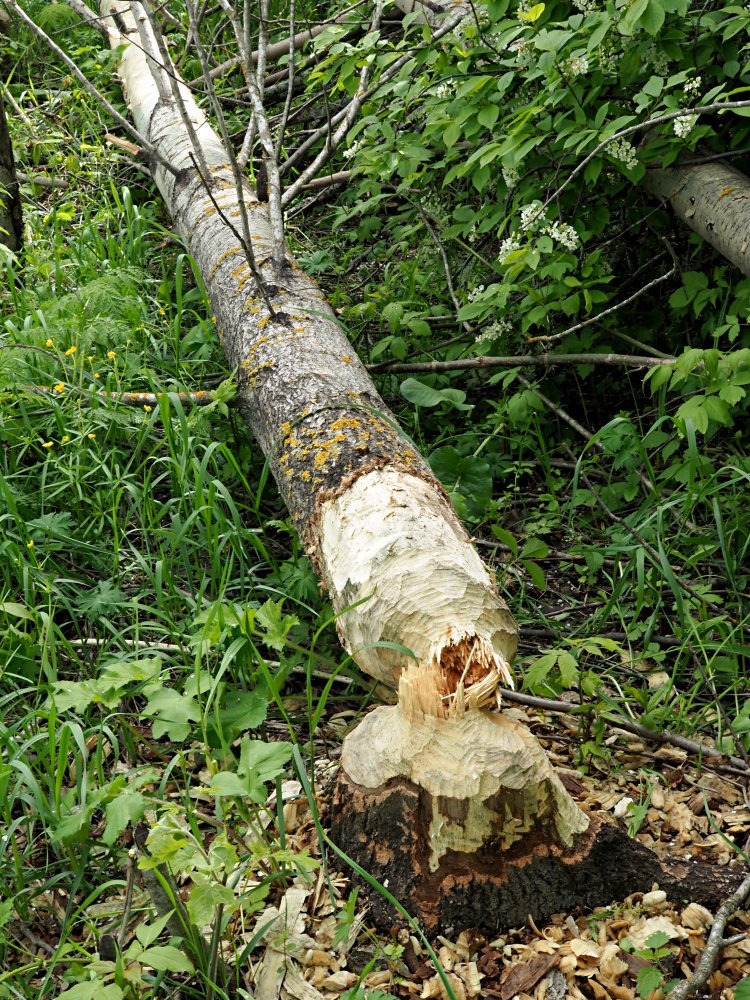 Image of Populus tremula specimen.
