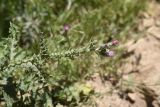 Carduus arabicus