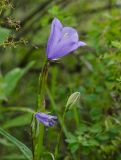 Campanula persicifolia