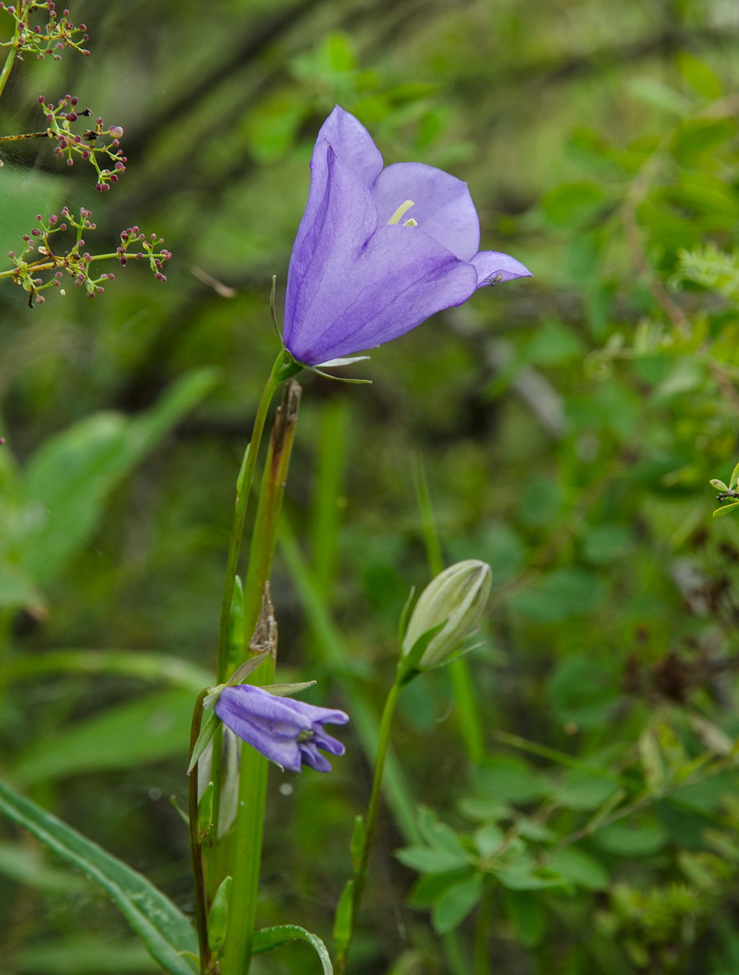 Изображение особи Campanula persicifolia.