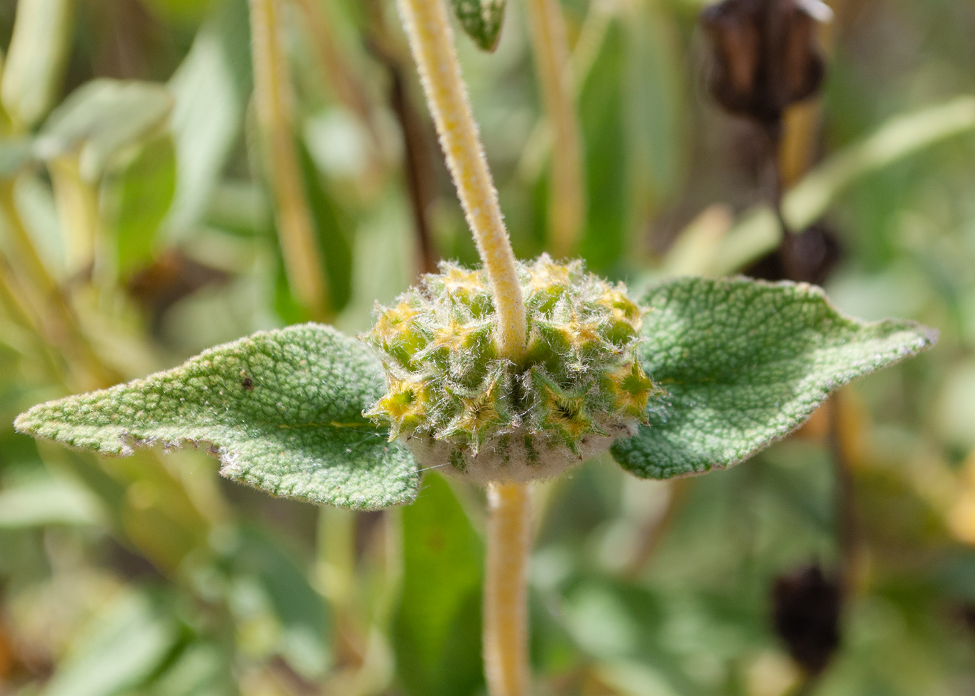 Image of genus Phlomis specimen.