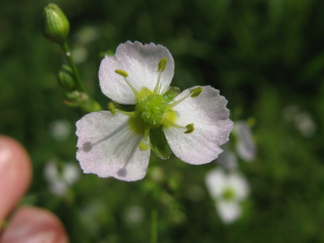 Изображение особи Alisma plantago-aquatica.