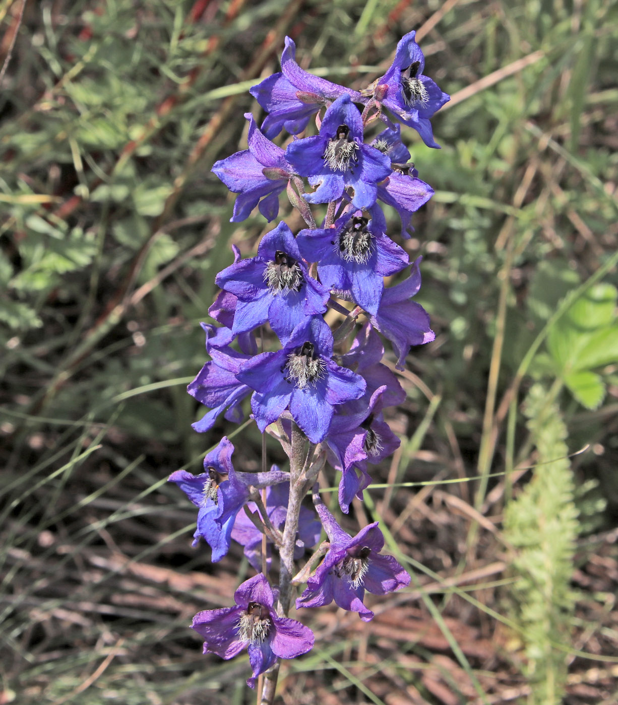 Image of Delphinium cuneatum specimen.