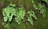 Adiantum capillus-veneris