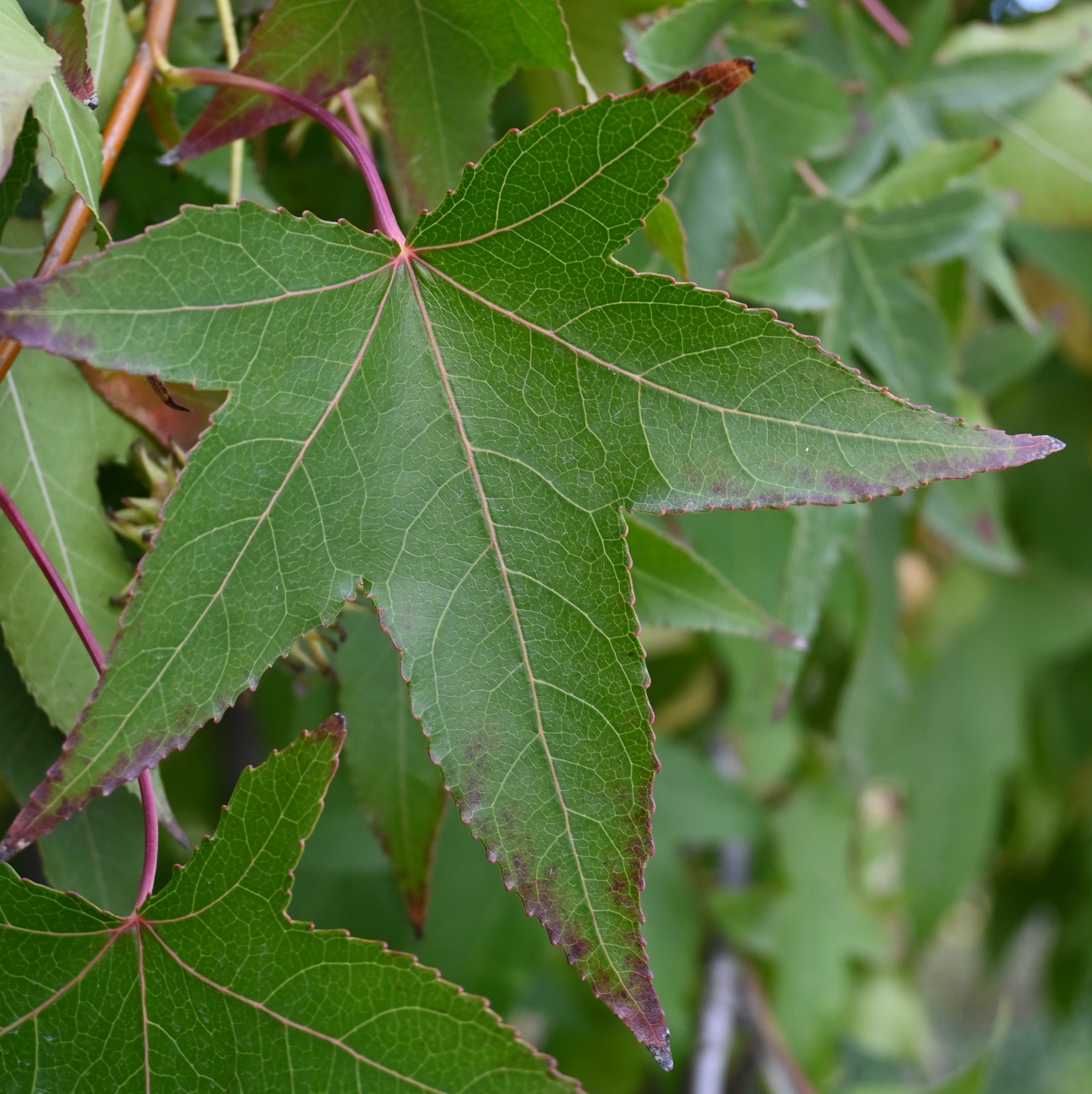 Изображение особи Liquidambar styraciflua.