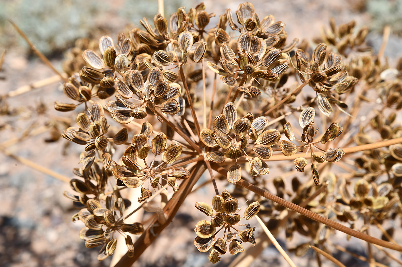 Изображение особи Ferula iliensis.