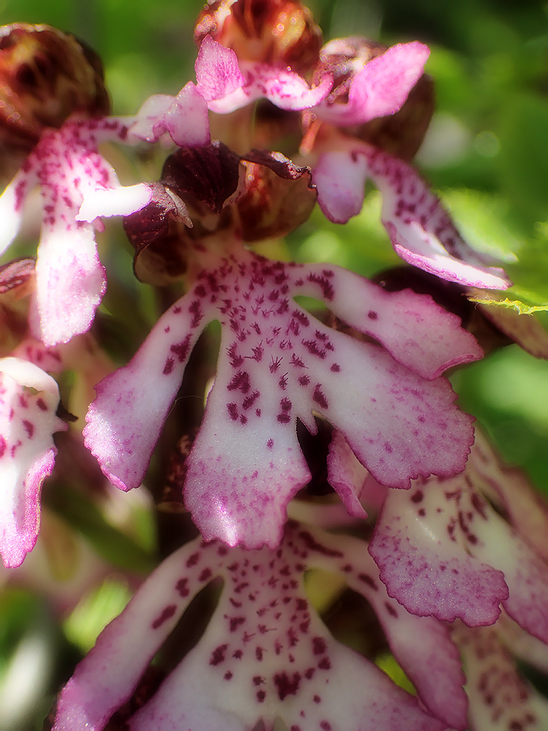 Image of Orchis purpurea specimen.