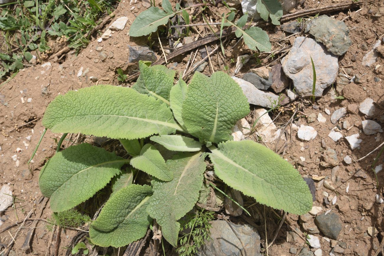 Image of Unknown species specimen.