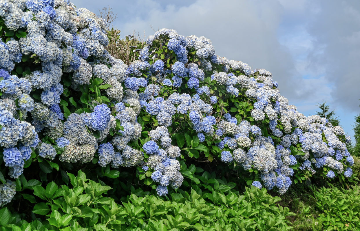 Изображение особи Hydrangea macrophylla.