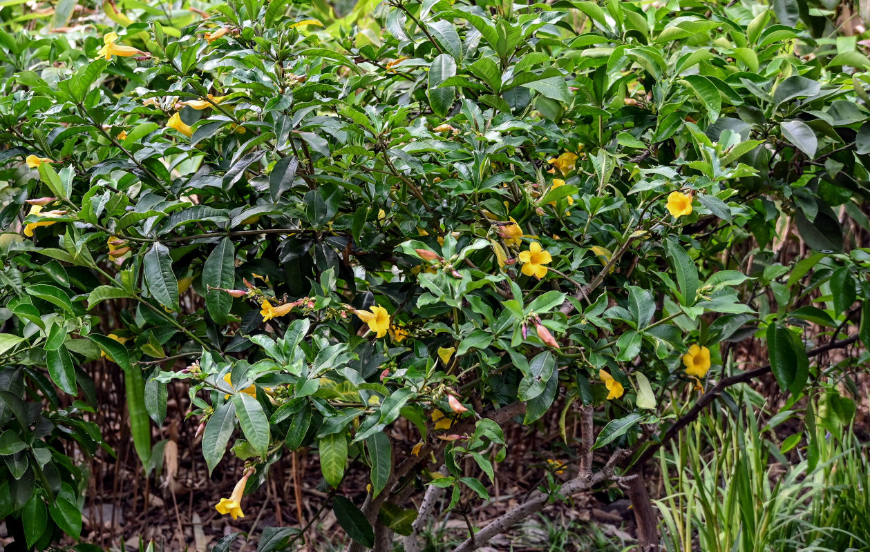 Image of Allamanda schottii specimen.