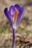 Crocus vernus. Цветок ('Remembrance'; часть долей околоцветника удалена). Ленинградская обл., пос. Дубки, в культуре. 16.04.2011.