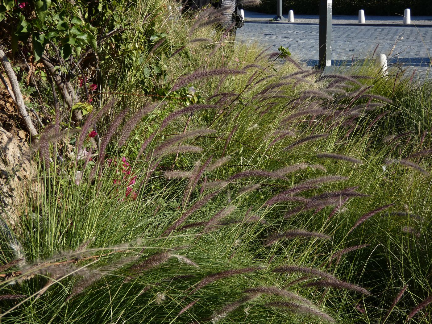 Изображение особи Pennisetum setaceum.