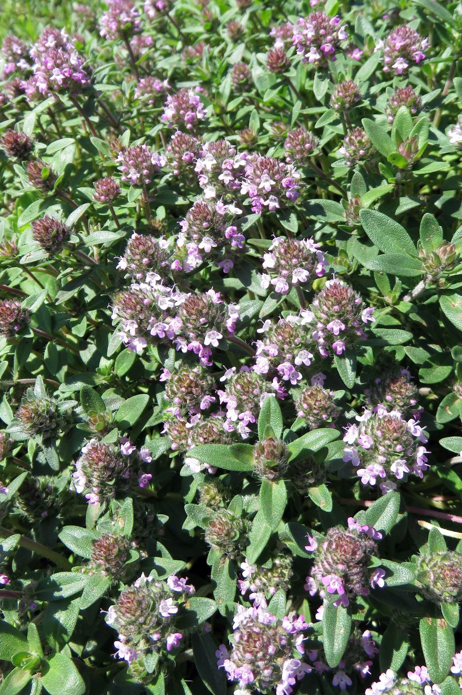 Image of Thymus marschallianus specimen.