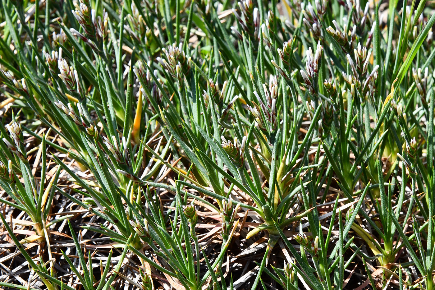 Изображение особи Acantholimon sarytavicum.