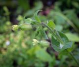 Melandrium latifolium. Верхушка цветущего растения. Абхазия, Гудаутский р-н, Рицинский реликтовый национальный парк, хр. Авадхара, дол. р. Авадхара, хвойно-широколиственный лес, опушка. 1600 м н.у.м. 09.06.2025.